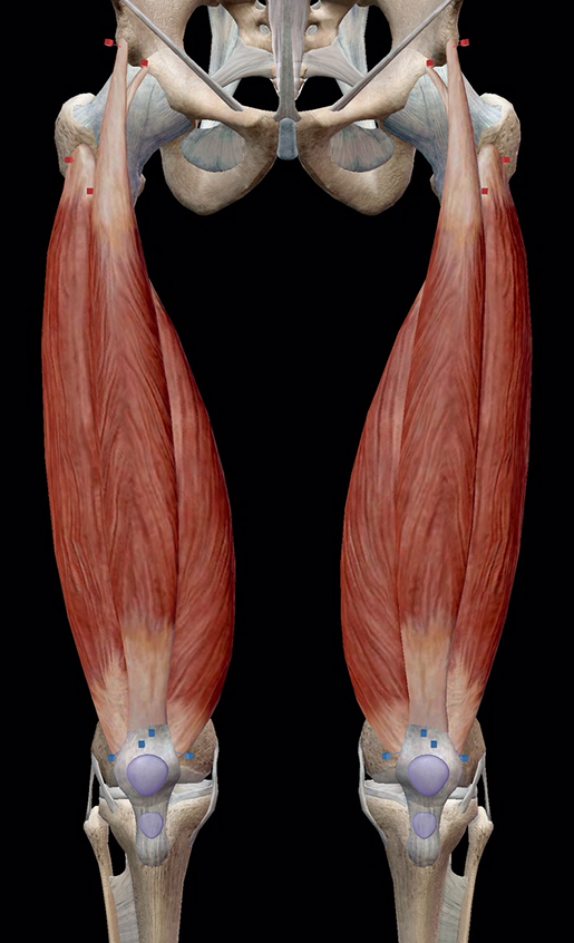 Learn Muscle Anatomy Knee Joint Group